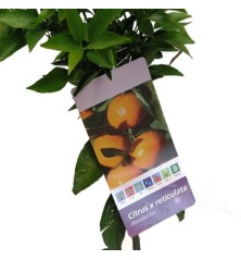 MANDARINO CLEMENTINO MACETA 25CM