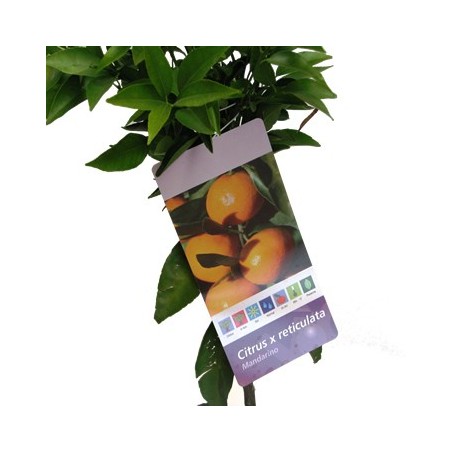 MANDARINO CLEMENTINO MACETA 25CM