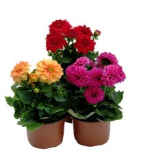 DALIA MACETA 13CM MIX COLORES