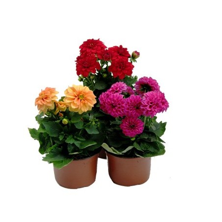 DALIA MACETA 13CM MIX COLORES