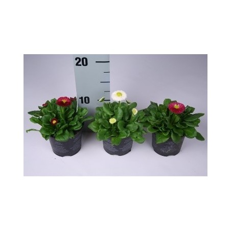 BELLIS PERENNIS MACETA 10,5CM MIX