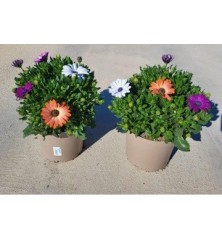 DIMORPHOTECA MACETA 3L VARIOS COLORES