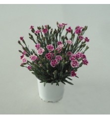 CLAVEL PINK KISS MACETA 10,5CM