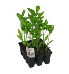 PIMIENTO ASAR BRASA  BANDEJA 12UDS