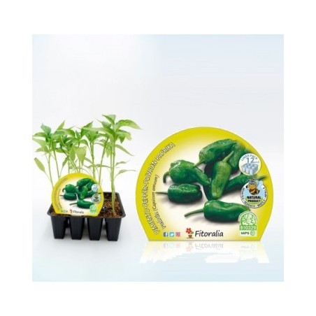 PIMIENTO DE PADRON PRODUCTO NATURAL 12 PLANTONES