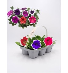 PETUNIA PACK DE 6 UDS VARIOS COLORES
