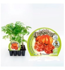 TOMATE MONTSERRAT PRODUCTO NATURAL B12 PLANTONES