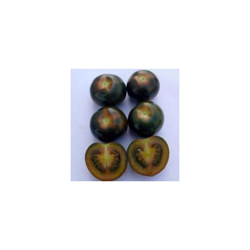 TOMATE CHERRY NEGRO BANDEJA 12 PLANTONES