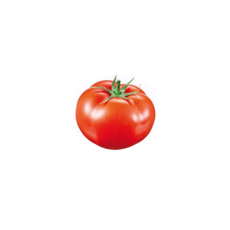 TOMATE GORDO RASTRERO PACK 12 PLANTONES