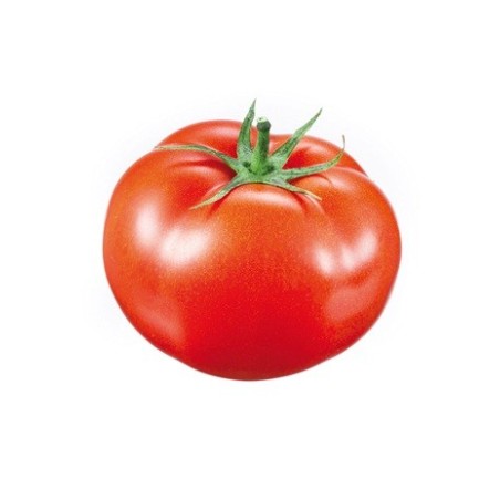 TOMATE GORDO RASTRERO PACK 12 PLANTONES