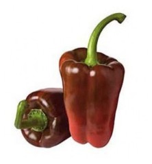 PIMIENTO LAMUYO PACK 12 PLANTONES