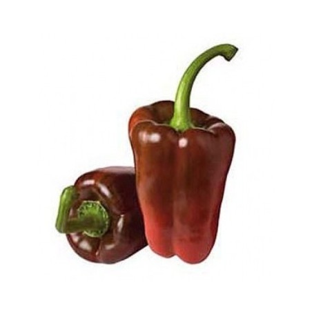 PIMIENTO LAMUYO PACK 12 PLANTONES