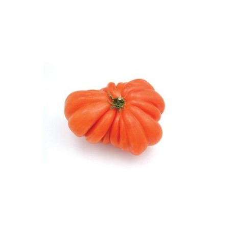 TOMATE MONTSERRAT PACK 6 PLANTONES