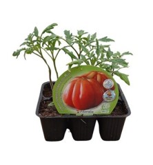 TOMATE CORAZON DE BUEY PRODUCTO NATURAL 6 PLANT