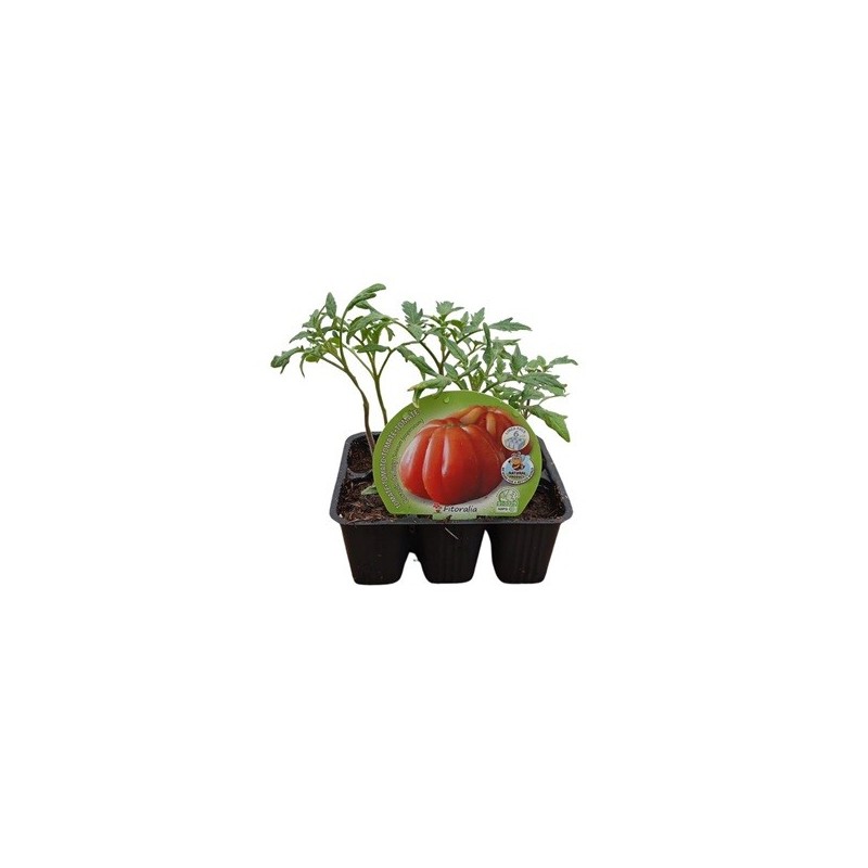 TOMATE CORAZON DE BUEY PRODUCTO NATURAL 6 PLANT
