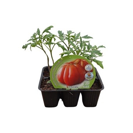 TOMATE CORAZON DE BUEY PRODUCTO NATURAL 6 PLANT