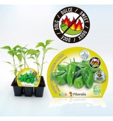 PIMIENTO DE PADRON DULCE PRODUCTO NATURAL 6 PLANTO
