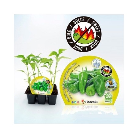 PIMIENTO DE PADRON DULCE PRODUCTO NATURAL 6 PLANTO