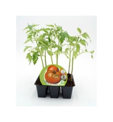 TOMATE ENSALADA HIBRIDO PRODUCTO NATURAL 6 PLANTON