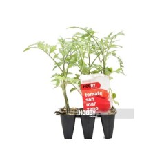 TOMATE SAN MARZANO PACK 6 PLANTONES