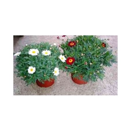 MARGARITA MACETA 2,5L COLORES VARIADOS