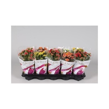 KALANCHOE BLOSSF. MACETA 11CM