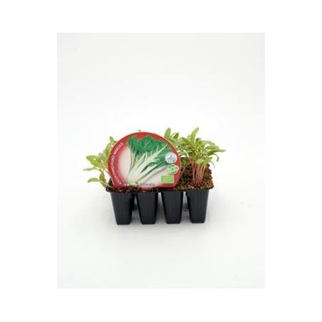 ACELGA PRODUCTO NATURAL BANDEJA 12 PLANTONES