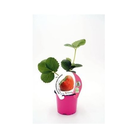 FRESA CHARLOTTE PRODUCTO NATURAL MACETA 10,5CM