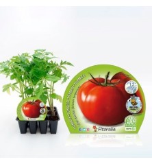 TOMATE TRES CANTOS PRODUCTO NATURAL 12 PLANTONES