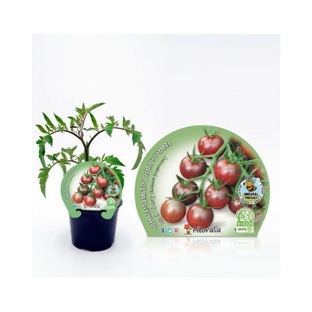 TOMATE BLACK CHERRY NATURAL MACETA 10,5CM