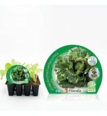 LECHUGA MARAVILLA PRODUCTO NATURAL BANDEJA 12UDS