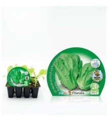 LECHUGA ROMANA PRODUCTO NATURAL 12 PLANTONES