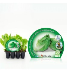 LECHUGA COGOLLO PRODUCTO NATURAL PACK 12 PLANTONES
