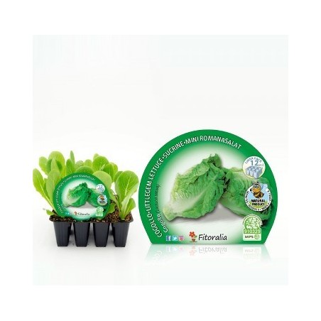 LECHUGA COGOLLO PRODUCTO NATURAL PACK 12 PLANTONES