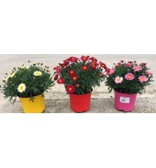 MARGARITA VARIOS COLORES MACETA 14CM