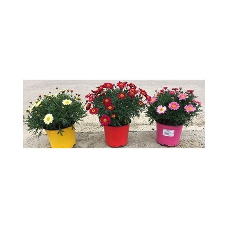 MARGARITA VARIOS COLORES MACETA 14CM