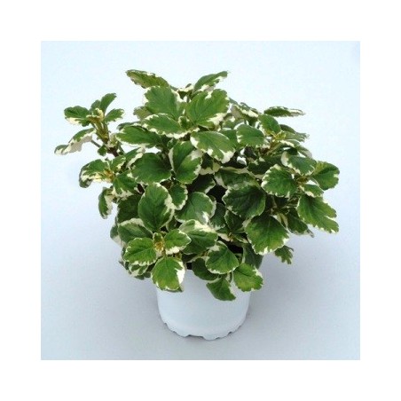 INCIENSO MACETA 11CM