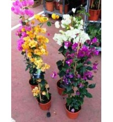 BUGANVILLA PIRAMIDE 100/120 ALTO MACETA 20CM