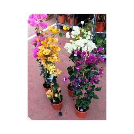 BUGANVILLA PIRAMIDE 100/120 ALTO MACETA 20CM