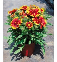 GALLARDYA MACETA 15CM