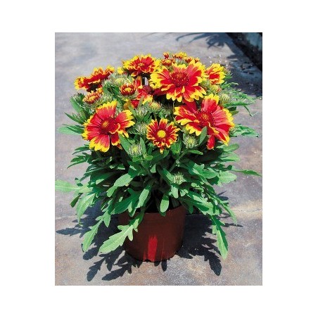 GALLARDYA MACETA 15CM