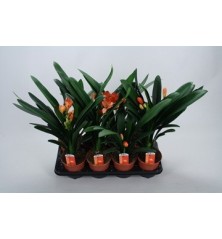 CLIVIA MINIATA NARANJA MACETA 13CM