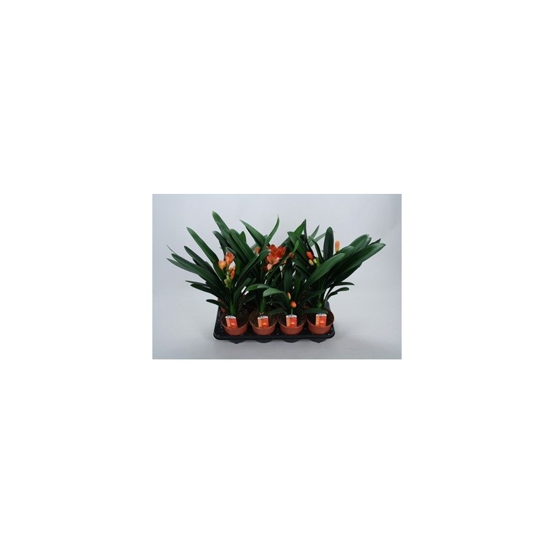 CLIVIA MINIATA NARANJA MACETA 13CM