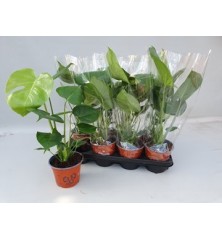 MONSTERA DELICIOSA ALTO 35CM Y MACETA 14CM
