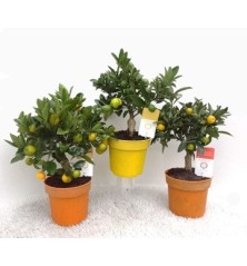 CITRICOS ENANOS VARIADOS ALTO 30CM Y MACETA 15CM