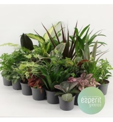 PLANTAS MINI DE LUXE MACETA 8,5CM