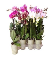 ORQUIDEA 1VARAS KOLIBRI MACETA 9CM