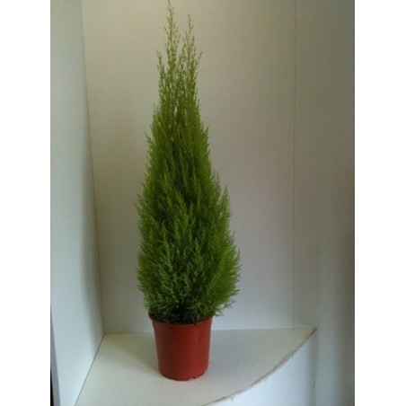 CIPRES AMARILLO WILMA  ALTURA 80CM MACETA 24CM