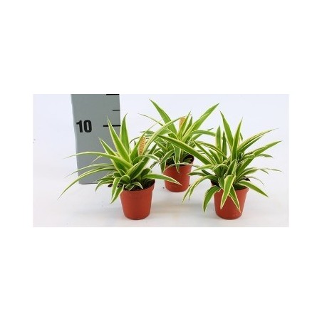 CINTAS BAMBINO MACETA 5,5CM