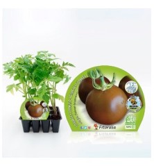 TOMATE NEGRO PRODUCTO NATURAL BANDEJA 12 PLANTONES